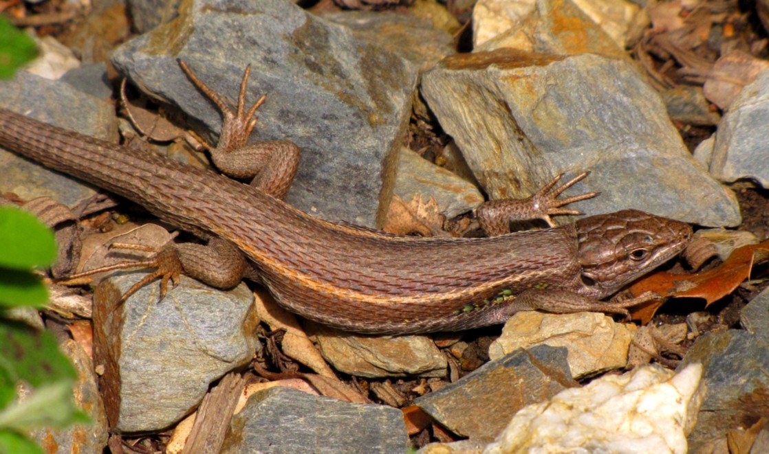 Psammodromus algirus